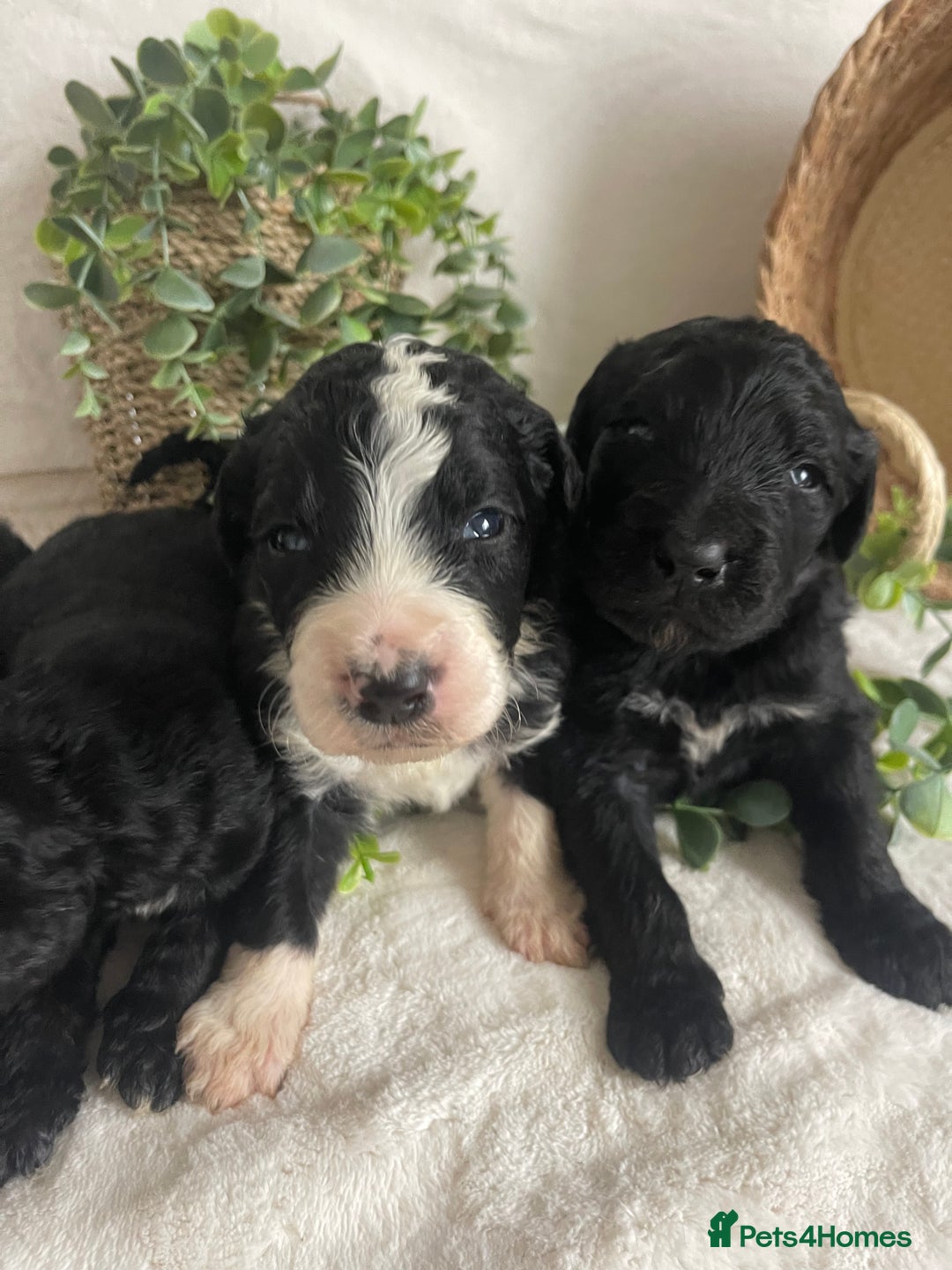 Bernedoodle dogs for sale: STUNNING DNA CLEAR F1 BERNEDOODLES - Image 1