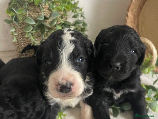 Bernedoodle dogs STUNNING DNA CLEAR F1 BERNEDOODLES - Advert 5