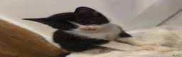 Mixed Breed cats for sale: Beautiful black and white kittens - Advert 5