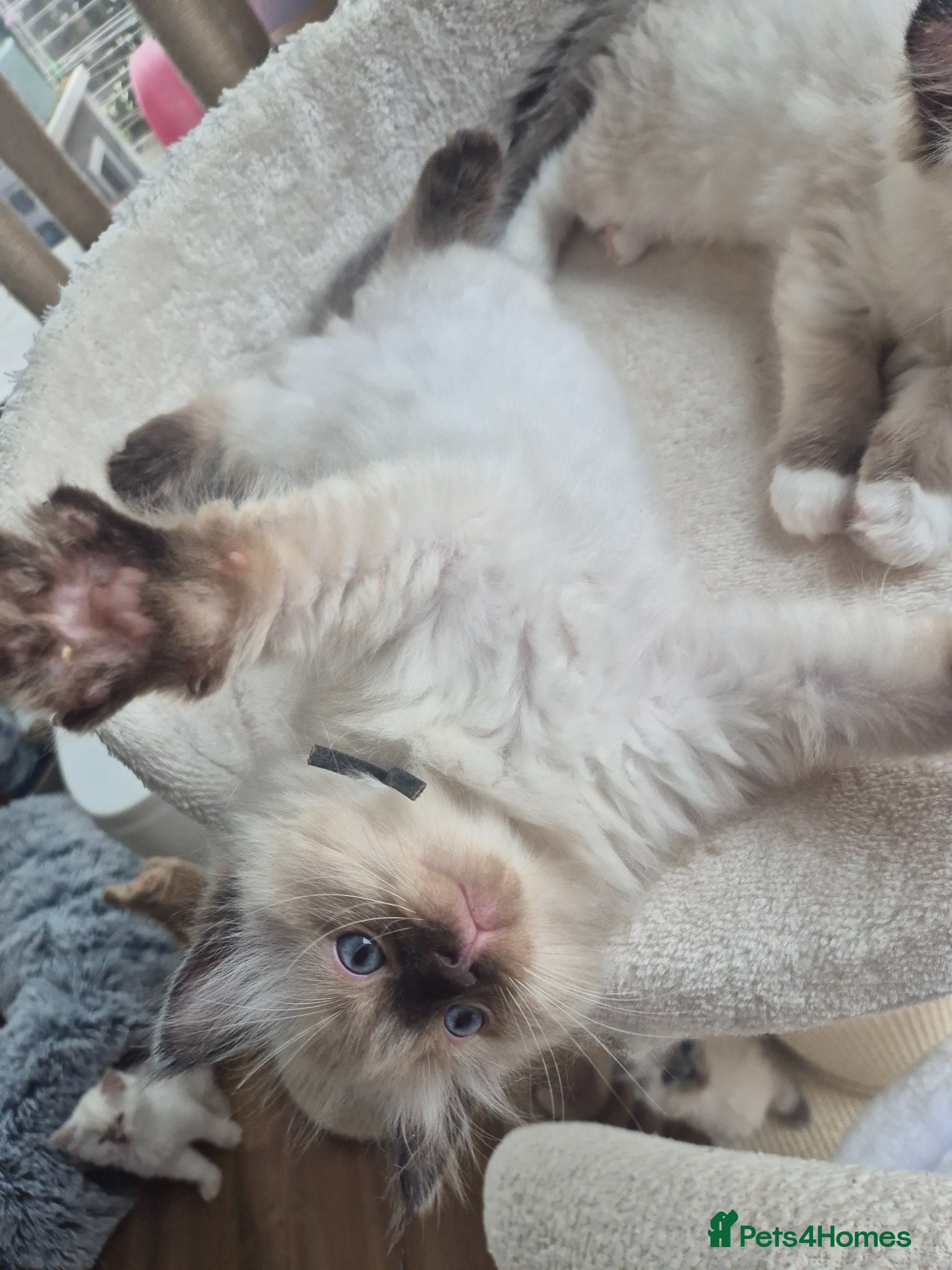 Ragdoll cats Beautiful ragdolls gccf and tica registered - Advert 2