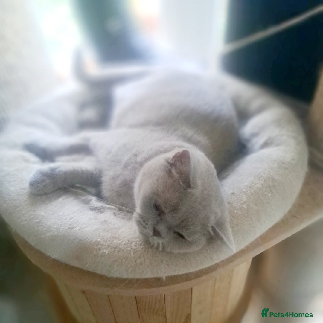 British Shorthair cats for sale: Beautiful Lilac British Shorthair Female - Image 7