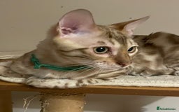 Bengal cats for sale:  Beautiful Bengal ready to reserve - Image 9