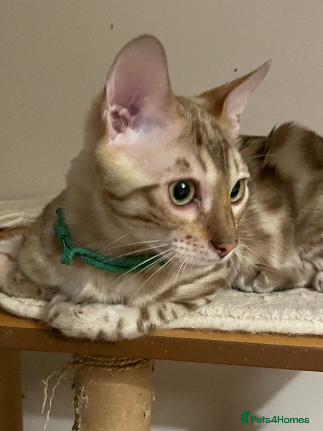 Bengal cats for sale:  Beautiful Bengal ready to reserve - Image 9