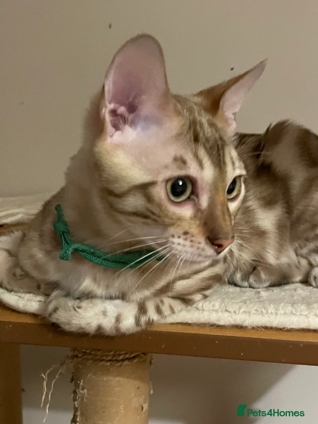 Bengal cats for sale:  Beautiful Bengals able to leave. - Advert 12