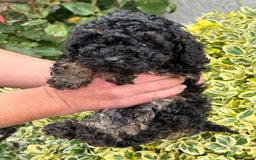 Toy Poodle dogs for sale: Toy poodle  - Image 4
