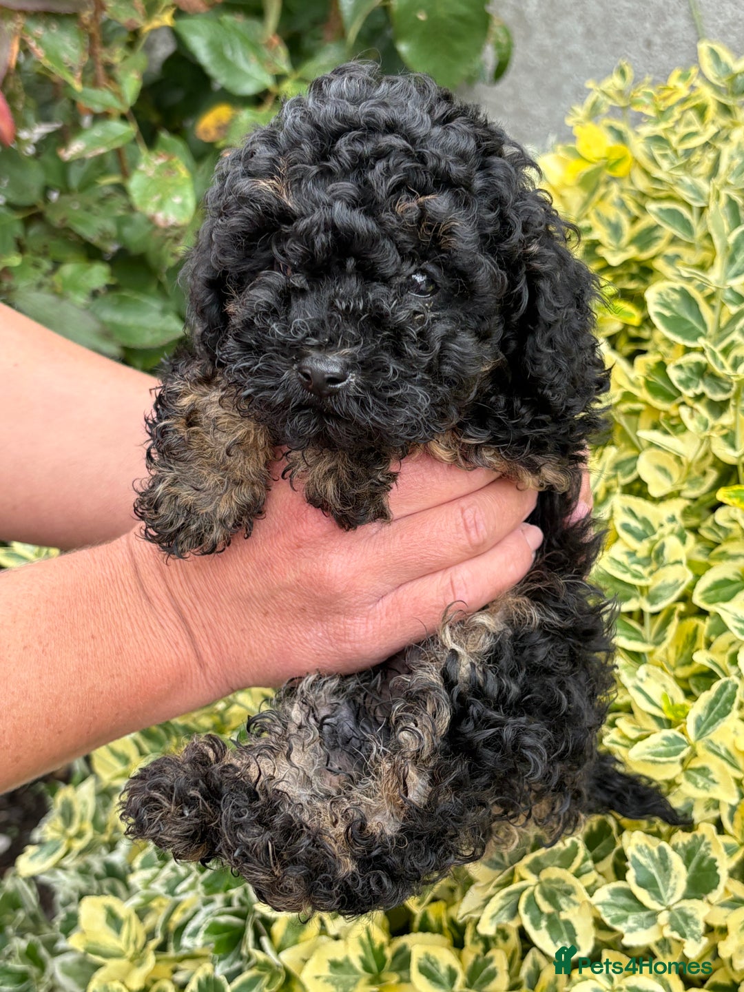 Toy Poodle dogs for sale: Toy poodle  - Image 4