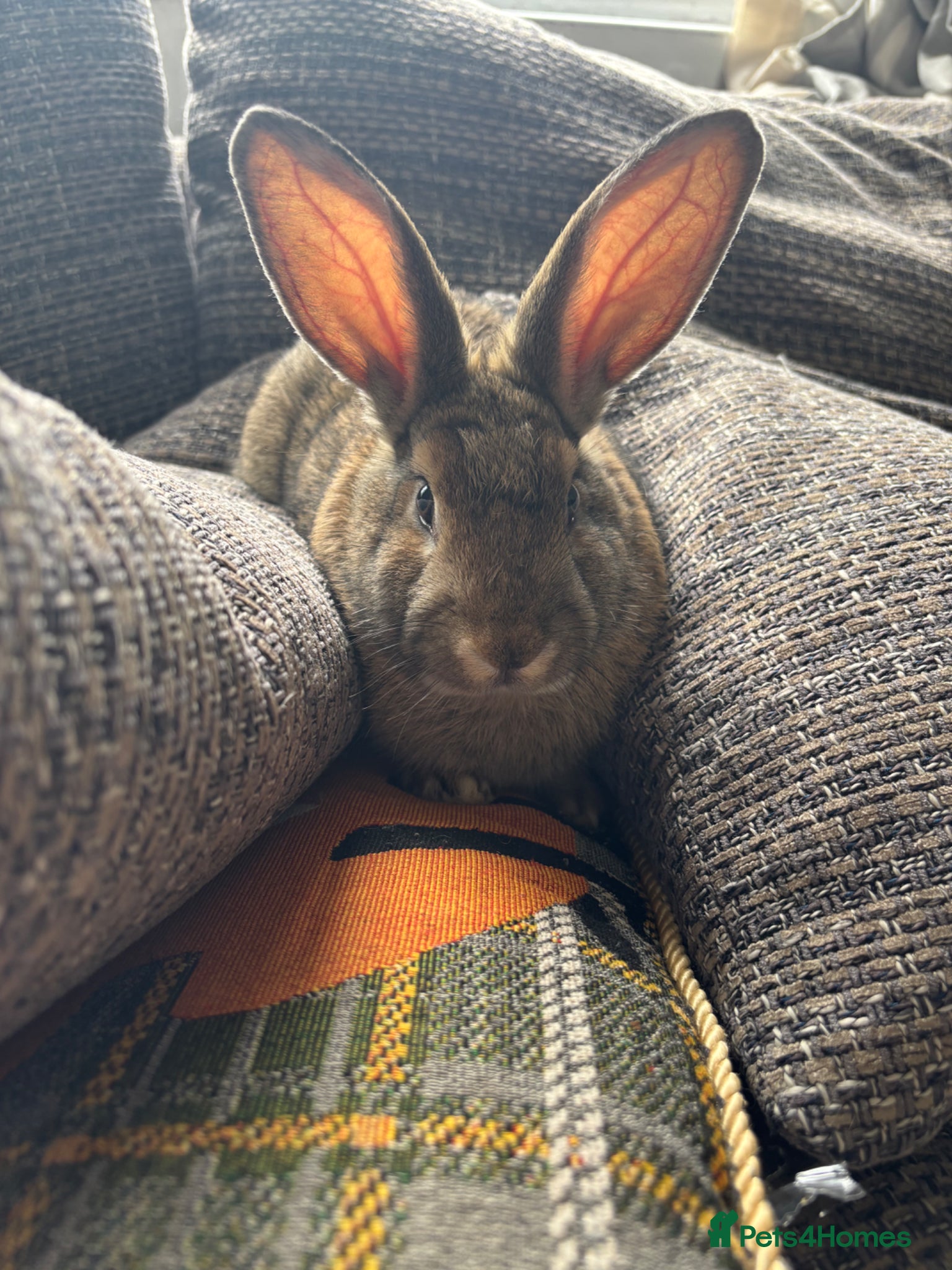 Mixed Breed rabbits Lop x Himalayan bunnies  - Advert 7