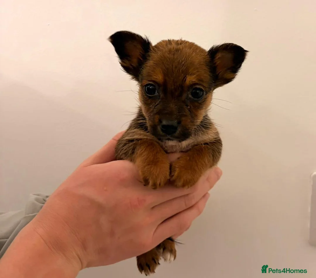 Chihuahua dogs for sale: Chihuahua Puppies  - Advert 4