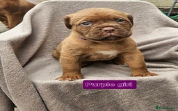 Dogue De Bordeaux dogs for sale: Dogue de bordeaux pups  - Image 6