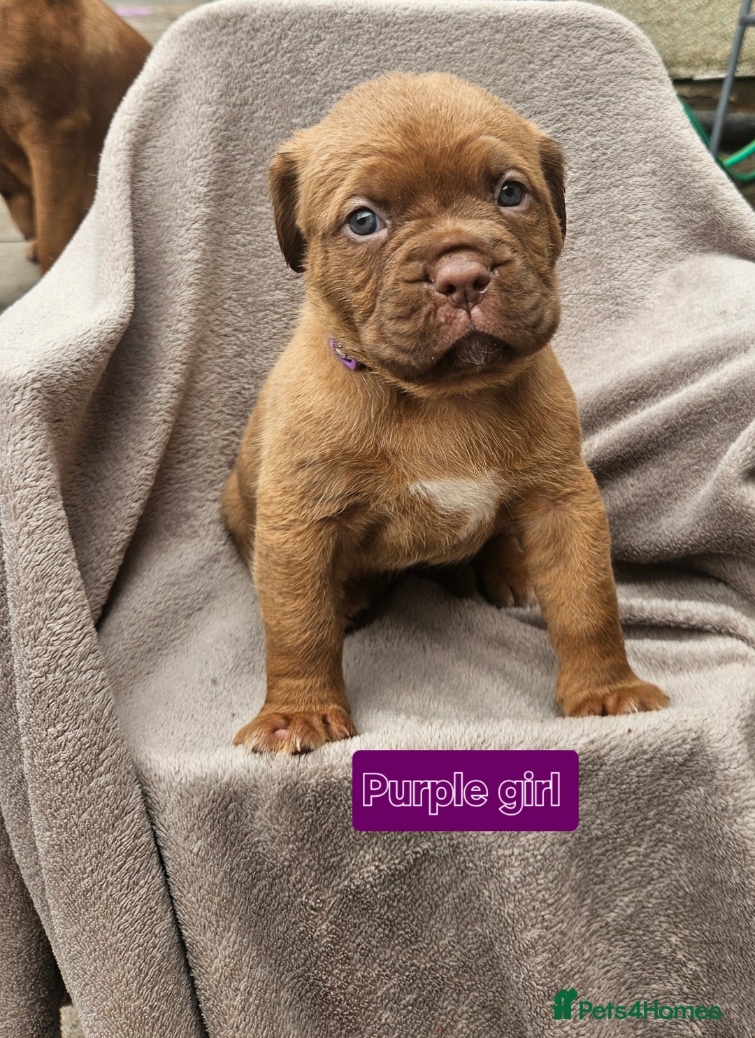 Dogue De Bordeaux dogs for sale: Dogue de bordeaux pups  - Image 6