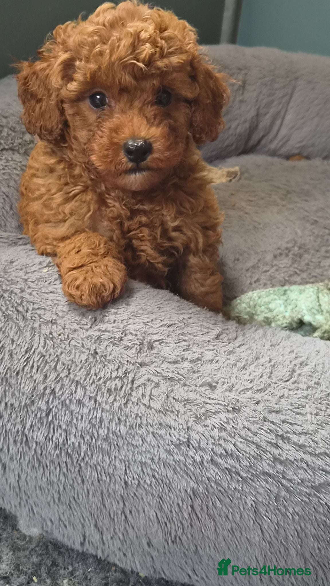 Toy Poodle dogs KC FOX RED TEACUP TOY POODLES - Advert 1