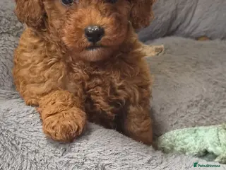 Toy Poodle dogs KC FOX RED TOY SIZED POODLES - Advert 1