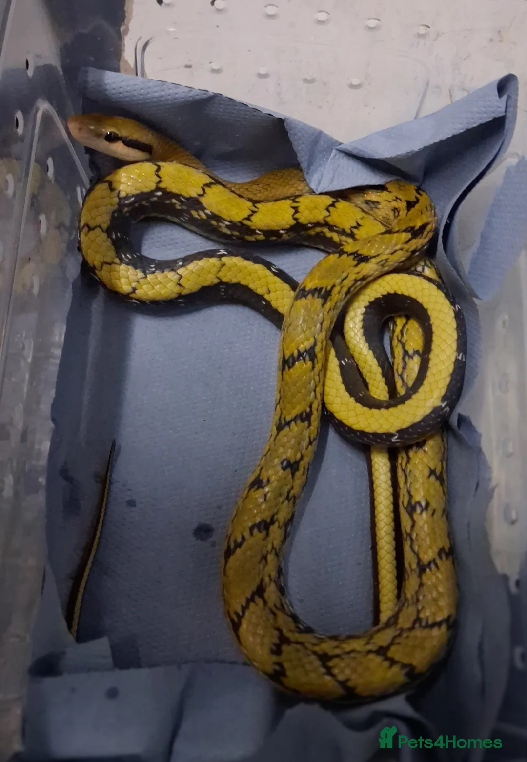 Rat Snake reptiles for sale: Taiwanese beauty snake DH For Albino - Calico  - Advert 1
