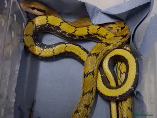Rat Snake reptiles Taiwanese beauty snake DH For Albino - Calico - Advert 16