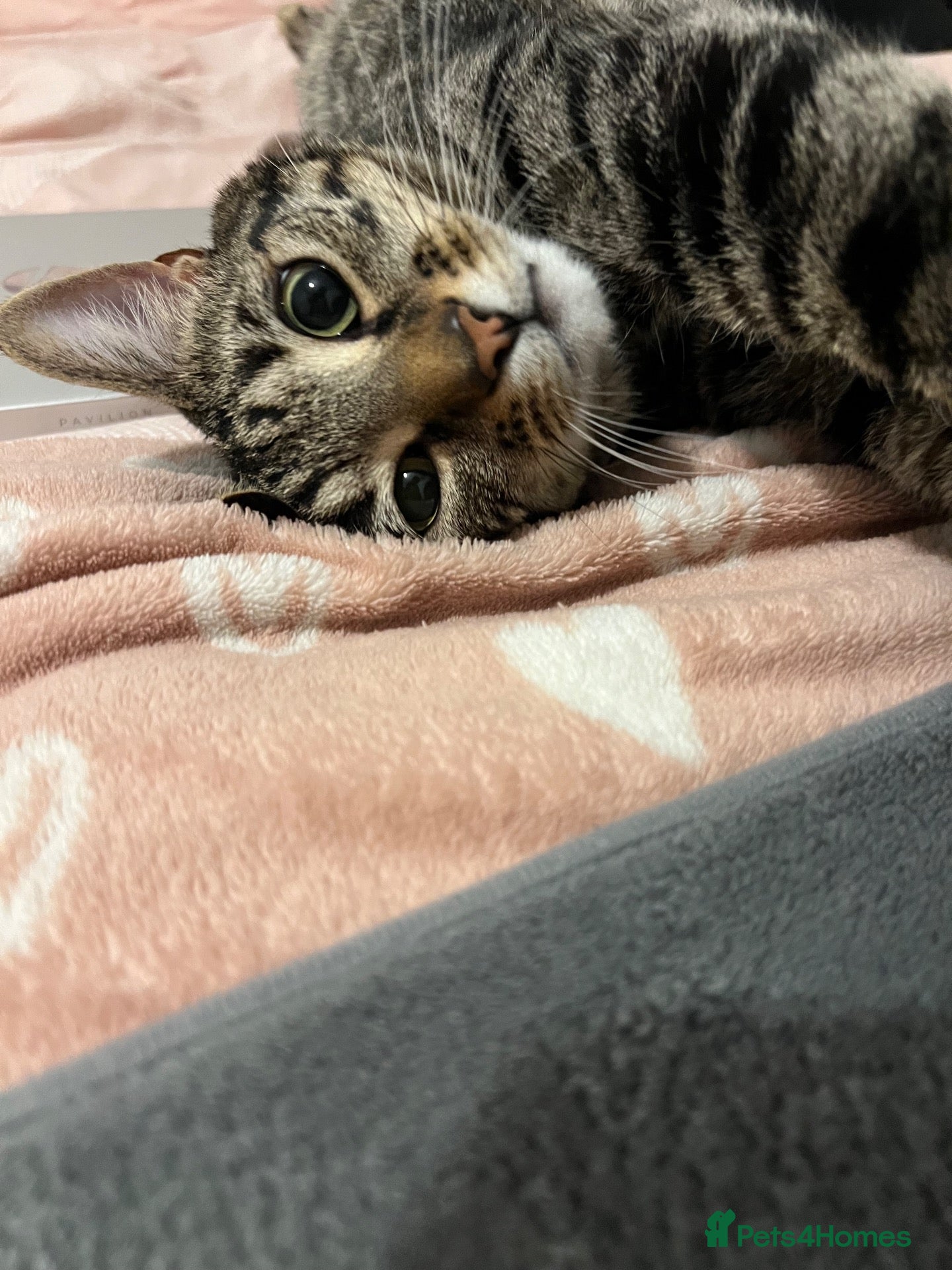 Toyger cats 3 year old domestic cat - Advert 1