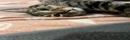 Toyger cats for sale: 3 year old domestic cat - Advert 1