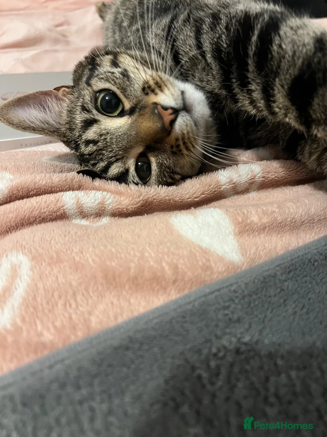 Toyger cats for sale: 3 year old domestic cat - Advert 1