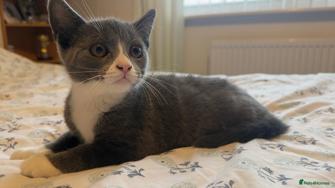 British Shorthair cats for sale: 5 BSH kittens available - Image 10