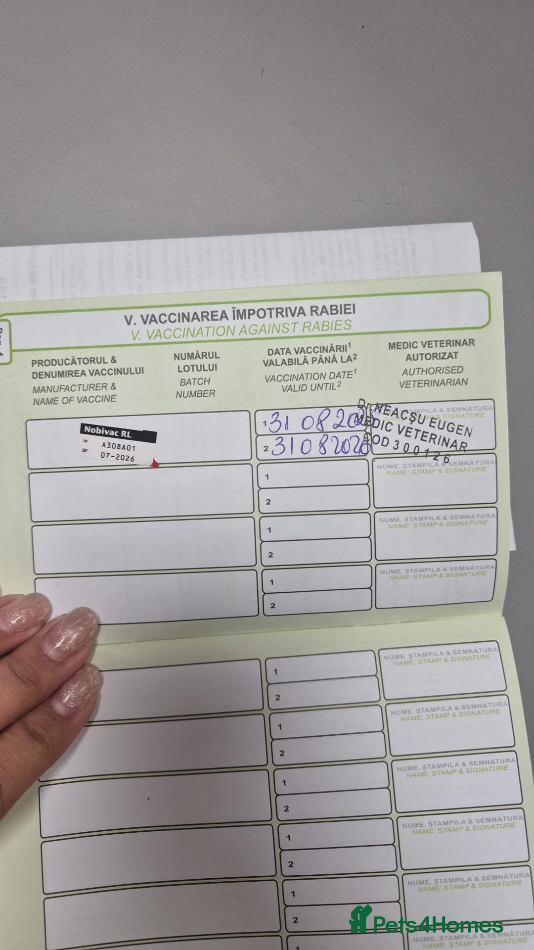 Mixed Breed dogs for adoption: 💖 Meet JESSICA 💖 - a story of Strength and Love - Advert 18