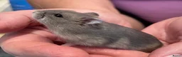Hamster rodents for sale: Baby Winter White Russian hamsters (pure bred). - Advert 21