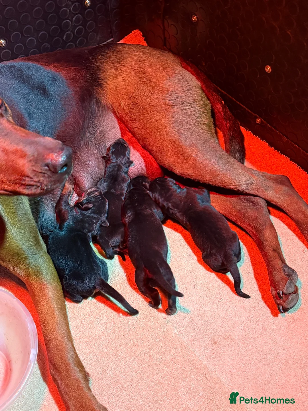 Chinese Red Dog dogs for sale: 4 Chinese red dog pubs ( AVAILABLE ) - Advert 5