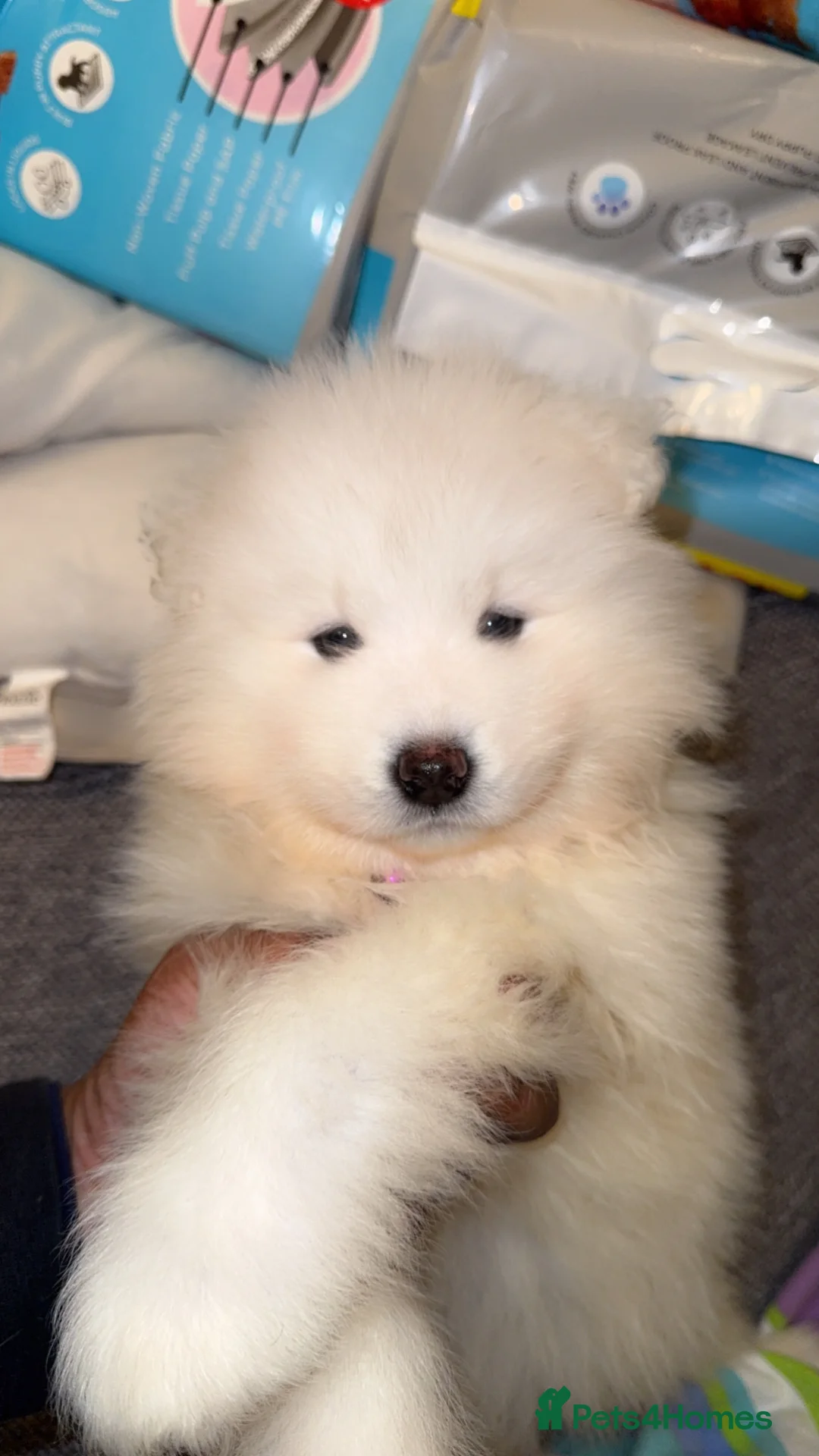 Samoyed dogs for sale: NOW VACCINATED AND CHIPPED Last pup remains ❤️ - Advert 15
