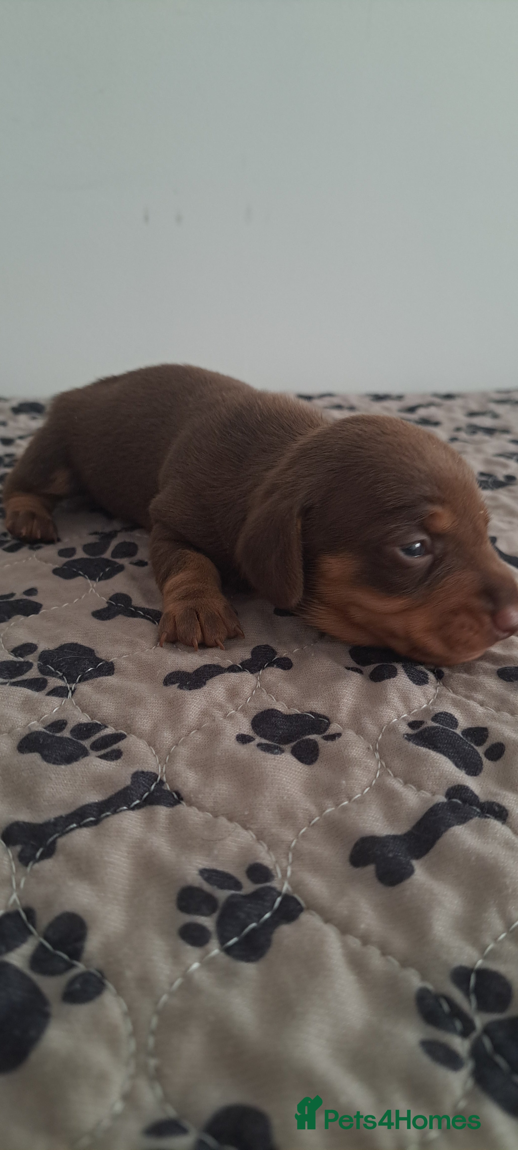 Dachshund dogs Miniature dachshund chocolate girl left - Advert 2
