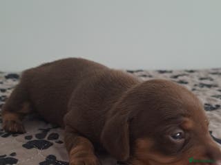 Dachshund dogs Miniature dachshund chocolate girl left - Advert 2