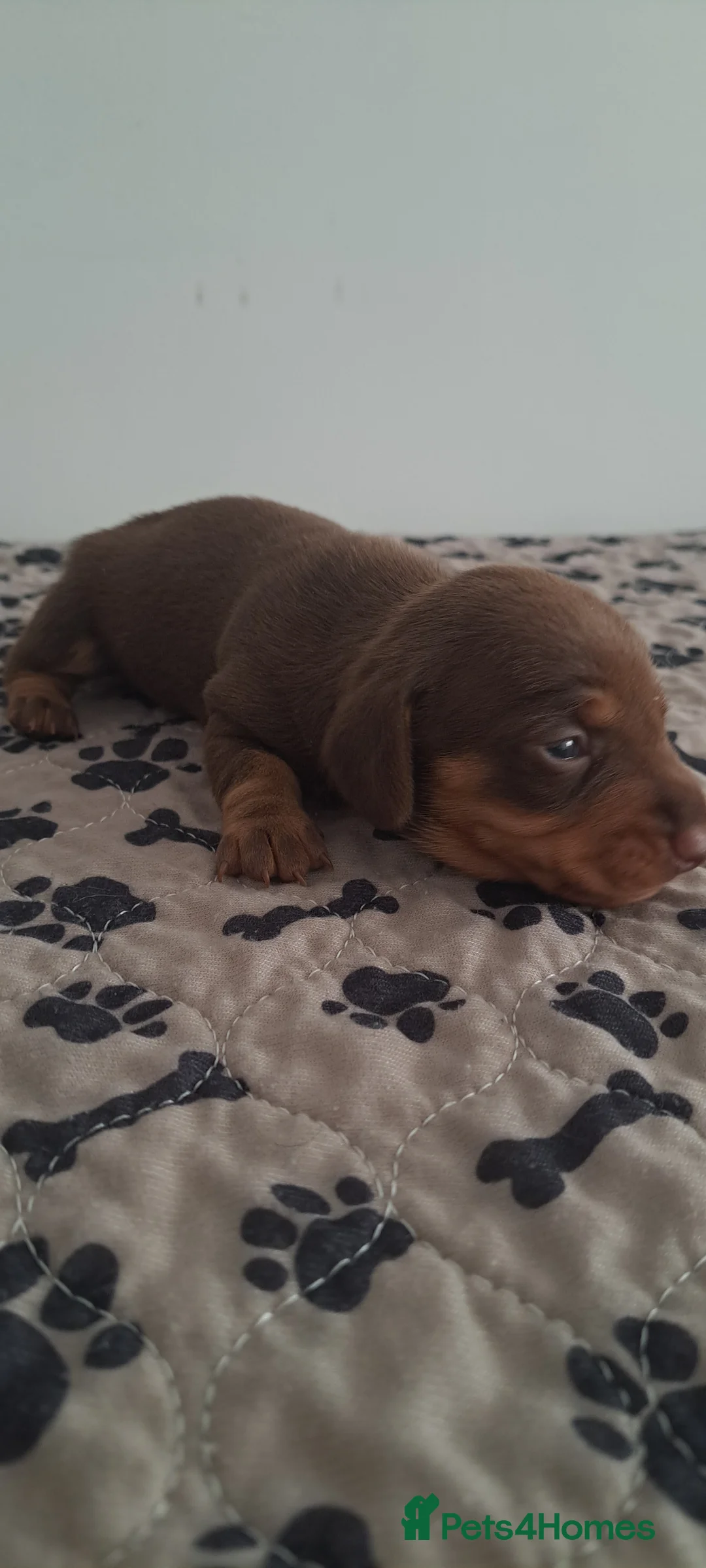 Dachshund dogs for sale: Miniature dachshund 1 girl left - Advert 3
