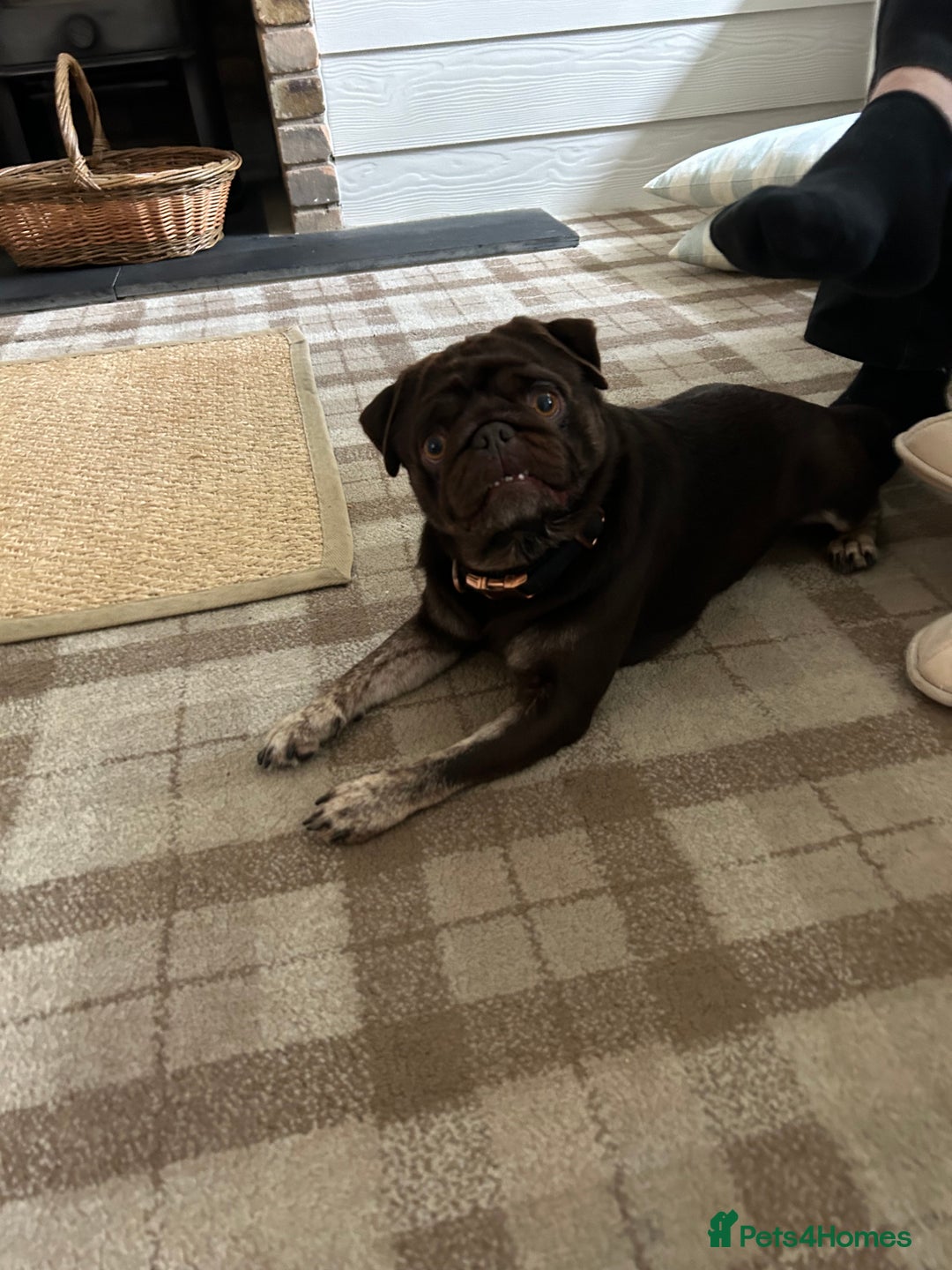 Pug dogs for sale: Chocolate Brown Pug - Image 2