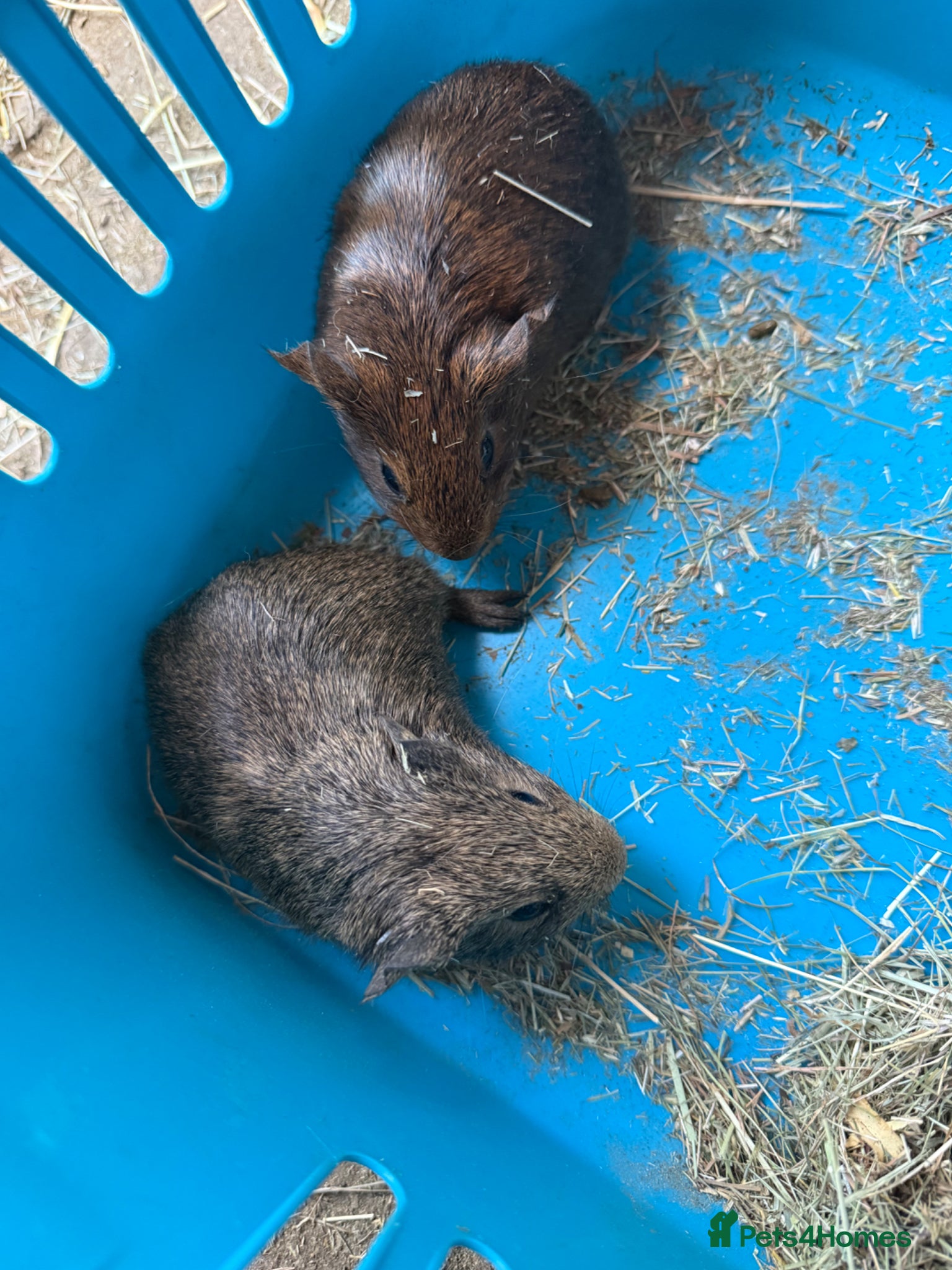Guinea Pig rodents Female/Male baby Guinea Pigs for sale - Advert 1