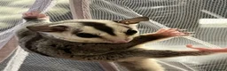 Sugar Glider rodents for sale: White Face 12 week old boys Ready to leave  - Advert 12