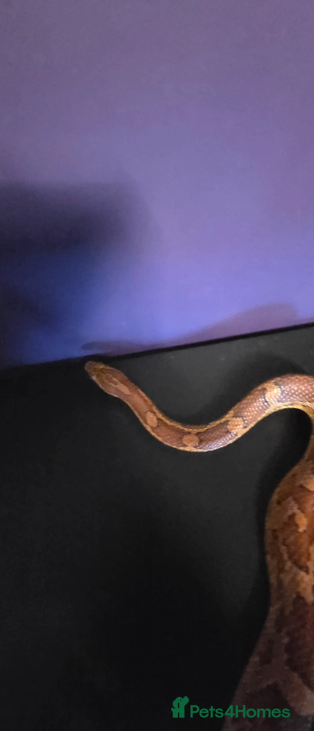 Corn Snake reptiles for sale: Cornsnakes normal lavender hypo fire tessera - Advert 4