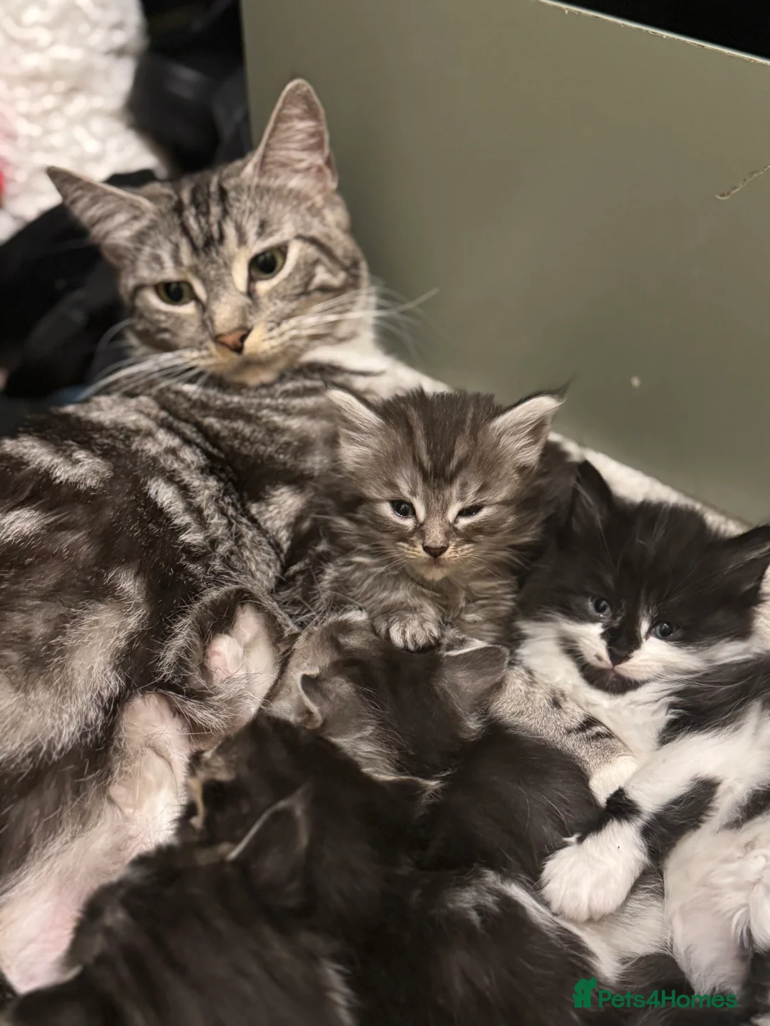 Mixed Breed cats for sale: 3/4 Maine coon long haired  - Advert 19