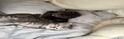 Scottish Fold cats for sale: British Shorthair and Scottish Fold kittens - Advert 9
