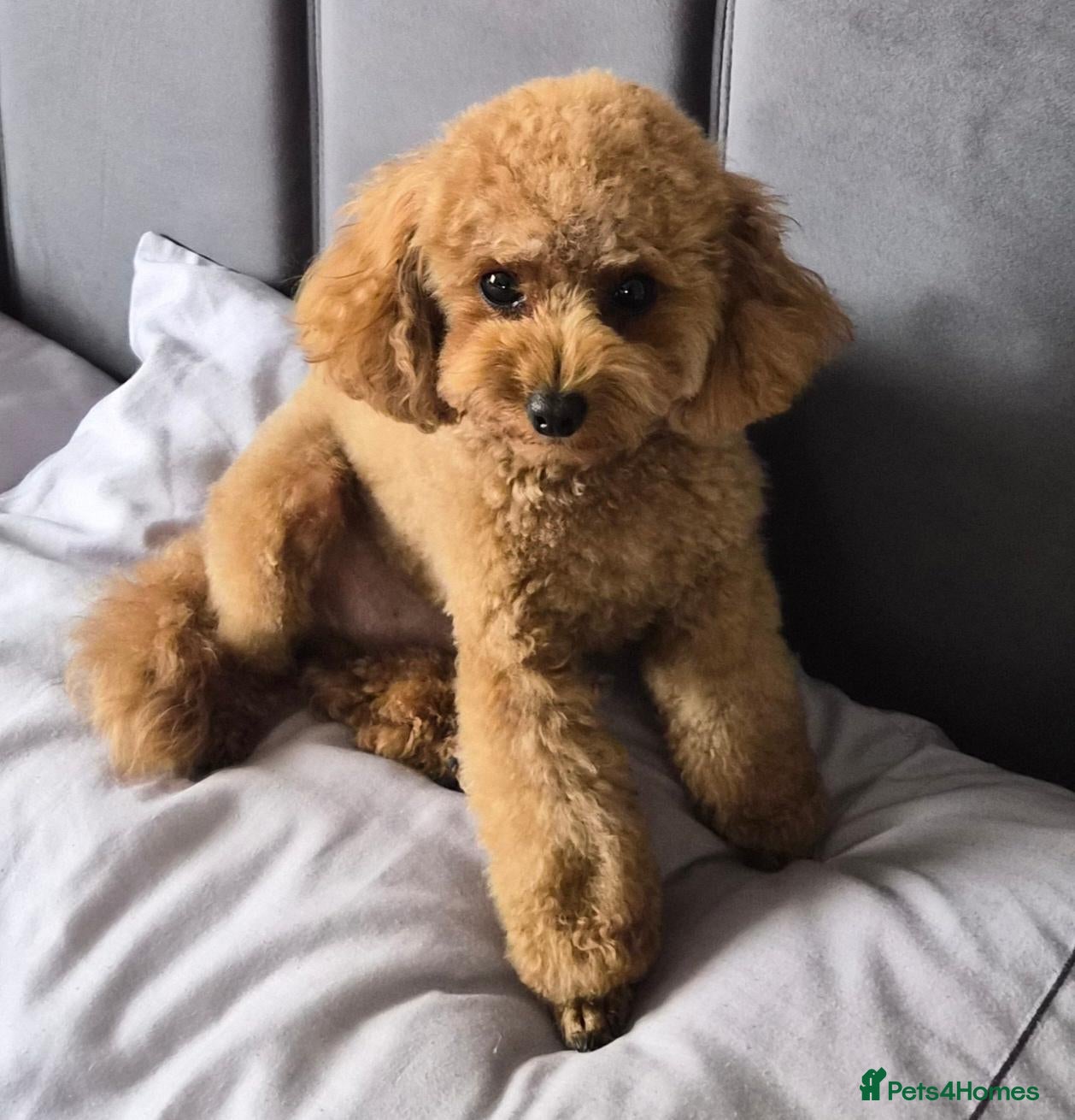 Toy Poodle dogs 🐩 Toy Poodle Female Wanted for Mating - Advert 8