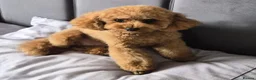 Toy Poodle dogs for stud: 🐩 Toy Poodle Female Wanted for Mating in Warwick - Advert 1
