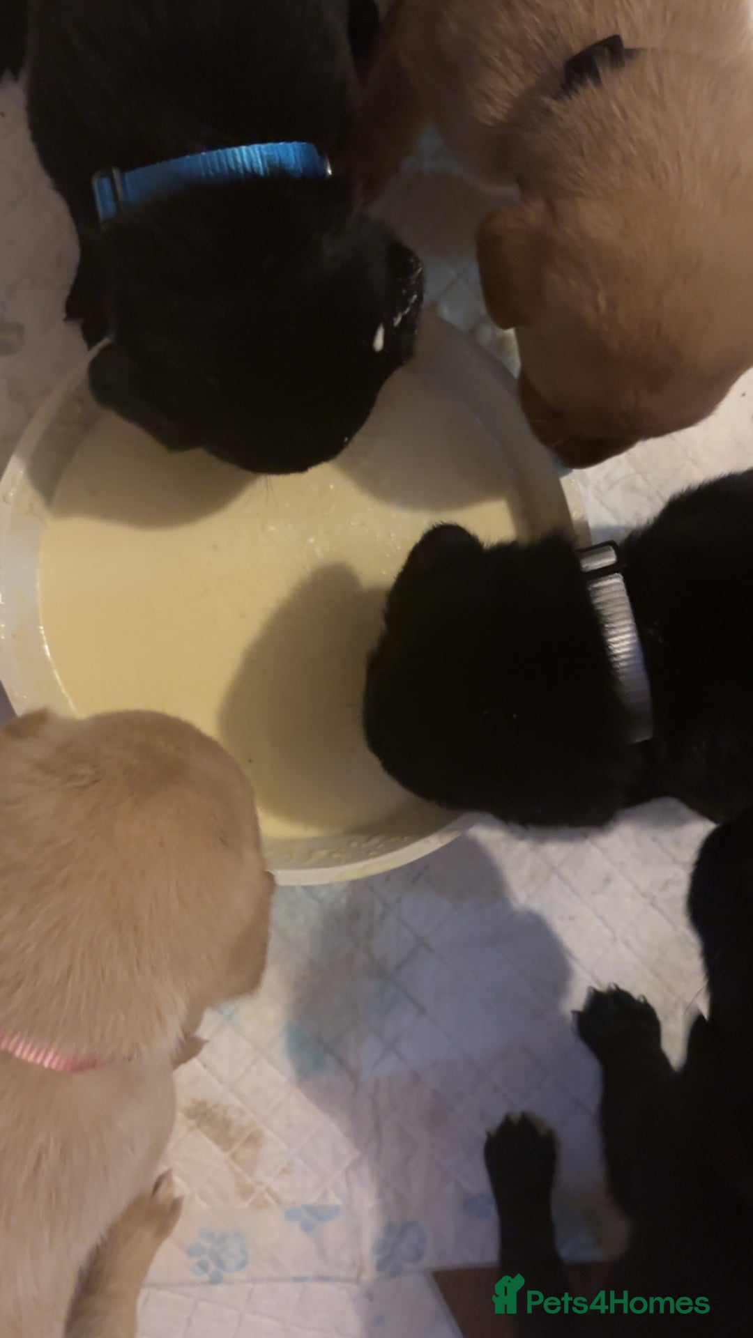 Labrador Retriever dogs for sale: Beautiful Labrador puppies - Image 8