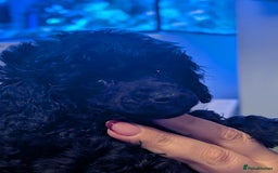 Toy Poodle dogs for sale: Toy poodle boys  - Image 5
