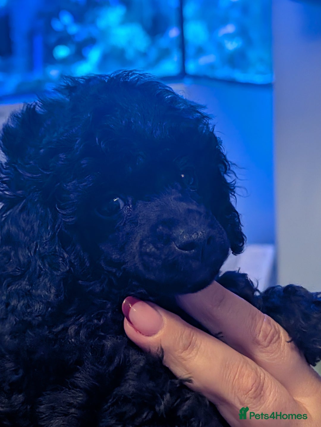 Toy Poodle dogs for sale: Toy poodle boys  - Image 5