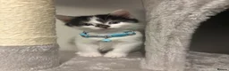 Mixed Breed cats for sale: Kitten for sale - Advert 1