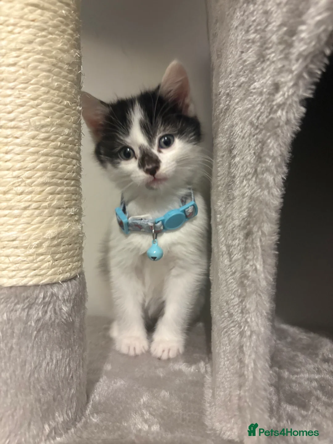 Mixed Breed cats for sale: Kitten for sale - Advert 1