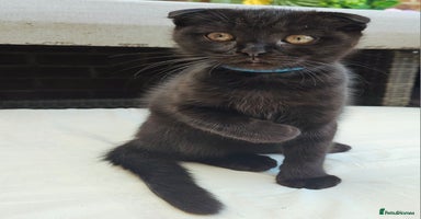 Mixed Breed cats - Advert 6