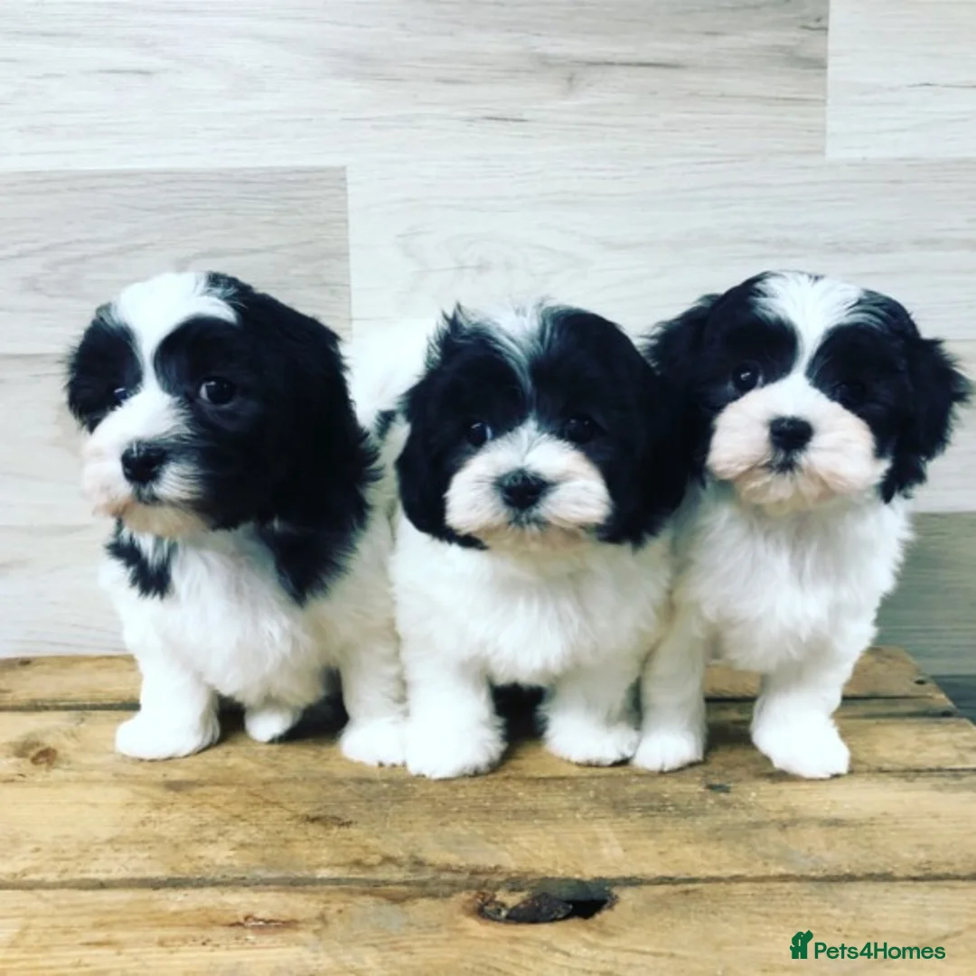 Maltese dogs for stud: PROVEN STUNNING SMALL KC MALTESE FOR STUD in Wigan - Advert 5