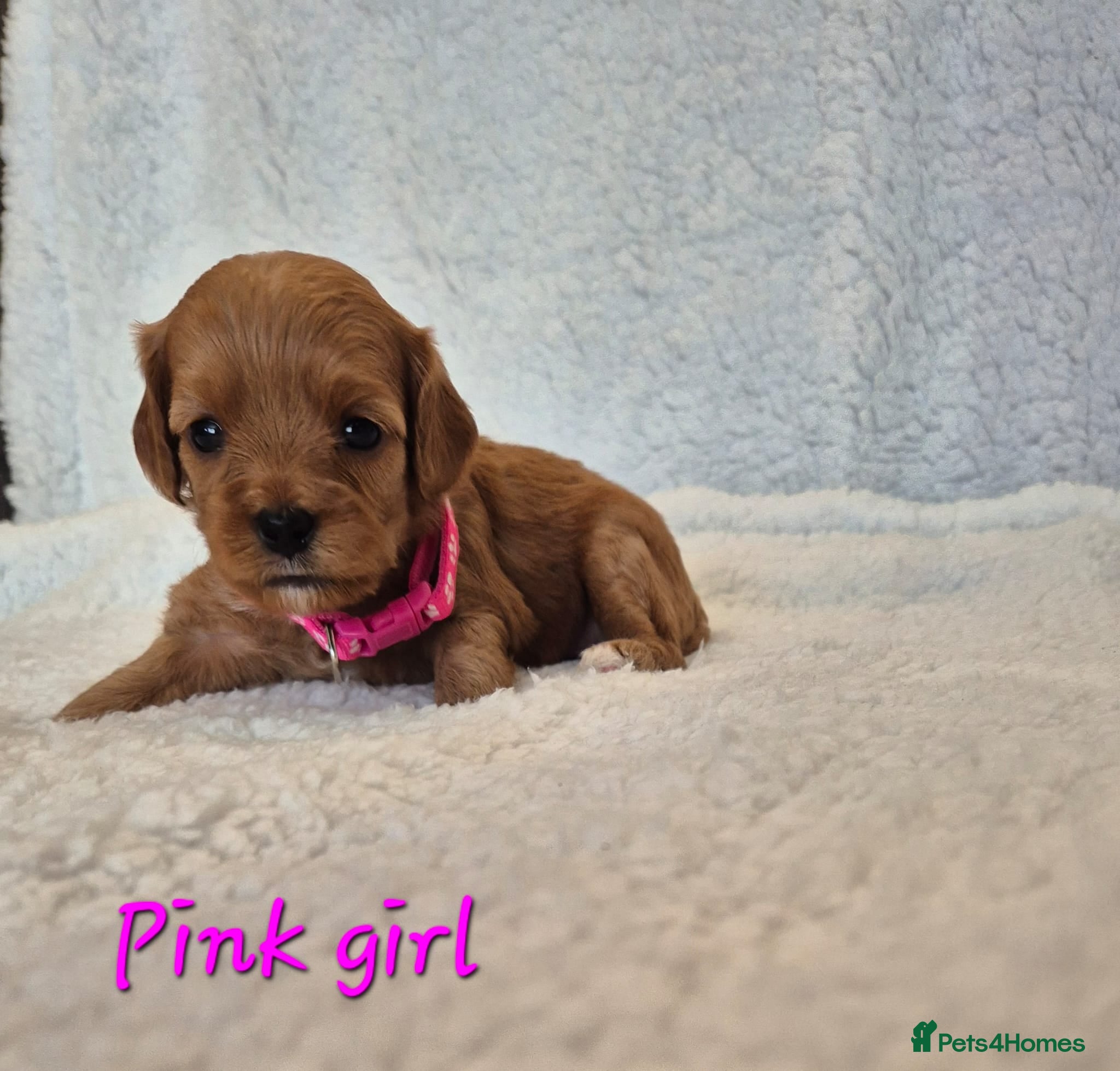 Cavapoo dogs Adorable F1 Cavapoo puppies - Advert 6