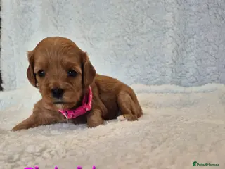 Cavapoo dogs Adorable F1 Cavapoo puppies - Advert 6