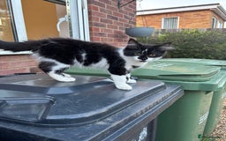 Mixed Breed cats for sale: Fluffy long haired male  - Image 3