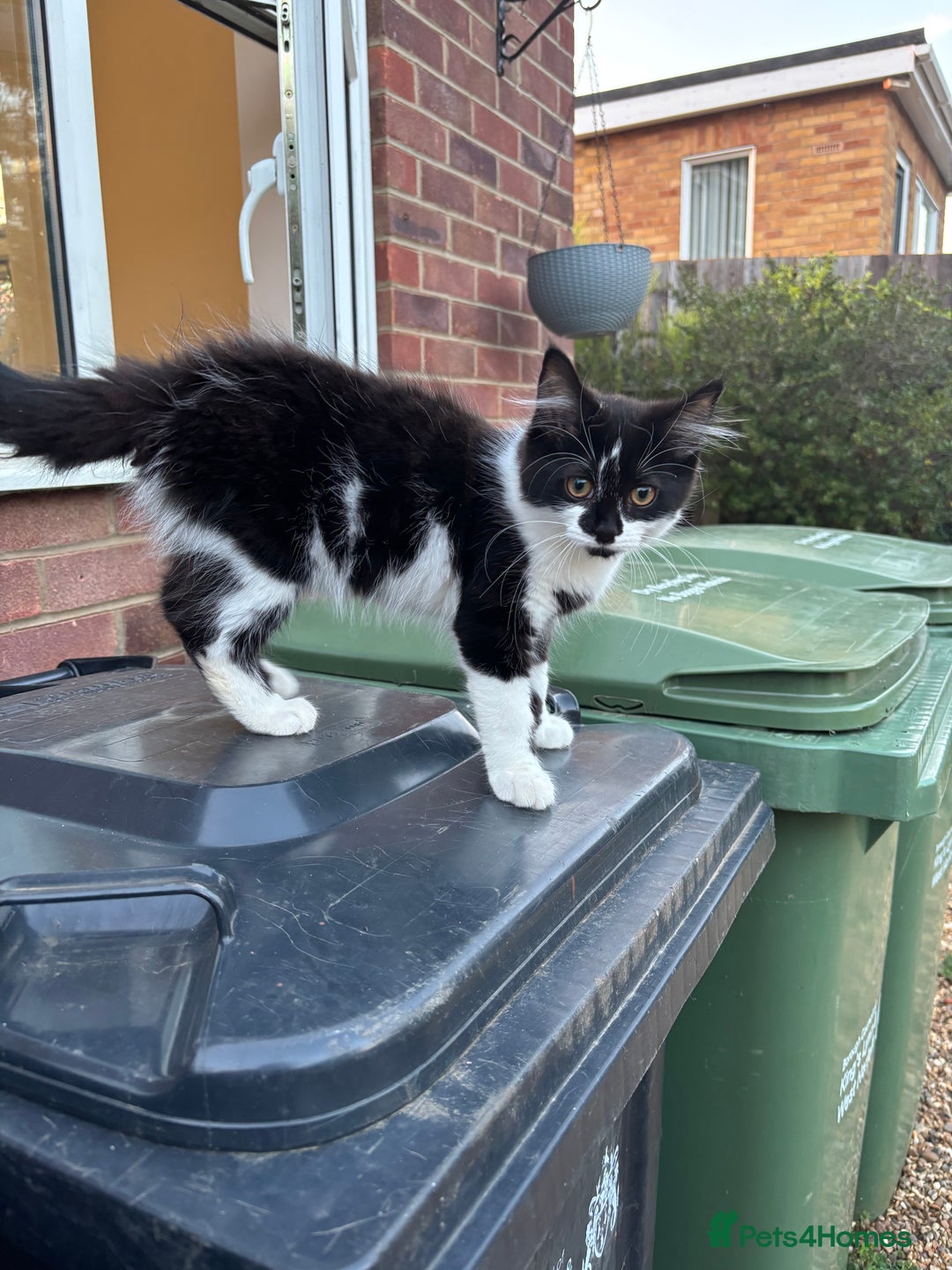 Mixed Breed cats for sale: Fluffy long haired male  - Image 3