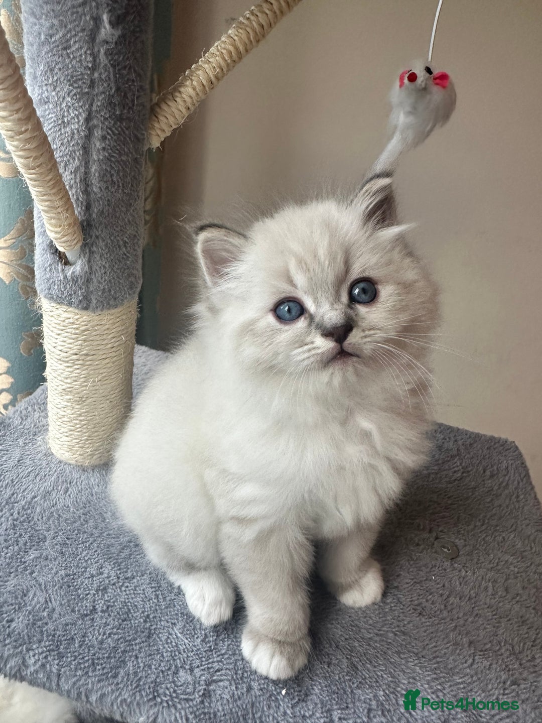 Neva Masquerade cats for sale: Gorgeous Neva Masquerade/British Blue Kittens  - Advert 16