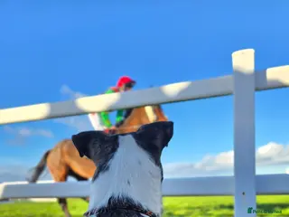 English Bull Terrier dogs Potato on legs - Advert 1